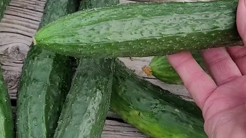A Look at Our China Jade Cucumbers and How Well They Did