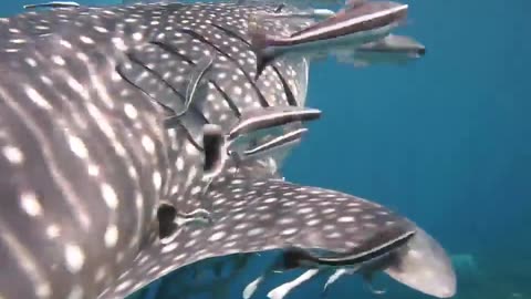 Whale Shark and its Babies #shorts #viral #shortsvideo #video