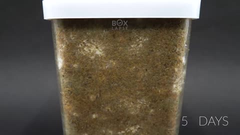 Growing MUSHROOM In A Jar Time Lapse