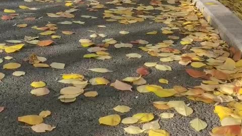 Walking on a path full of leaves