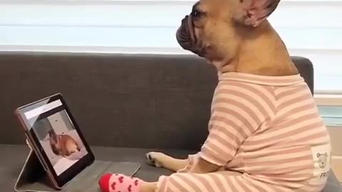 Dogs funny video