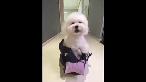 Funny Dogs Video -Cute Dog 2022