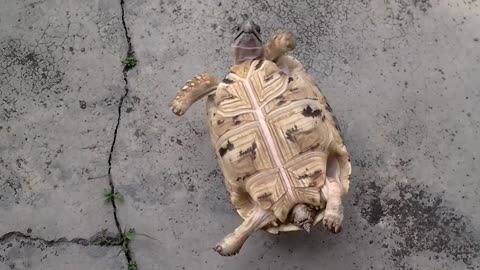 Leopard tortoise Jackpot flips back