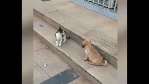 Cat VS Dog Funny