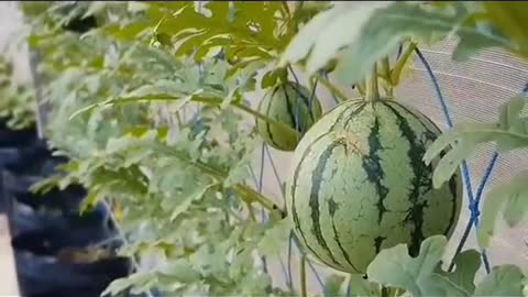 Watermelon #agriculture #farming #farm #homefarming #watermelon #plant