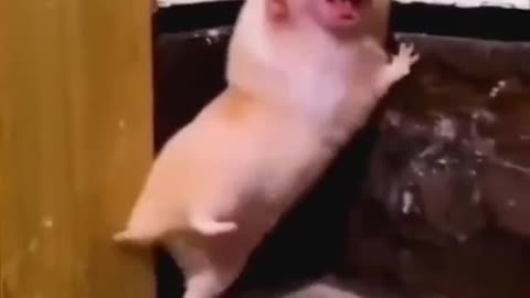 Animal's funny video