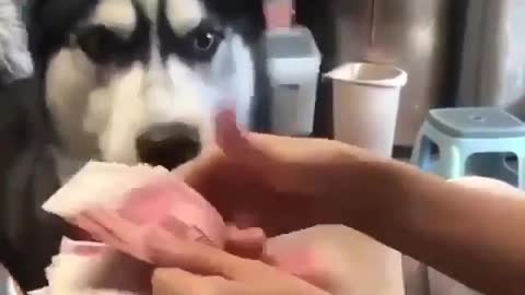 Smart Husky helping his caretaker to count money