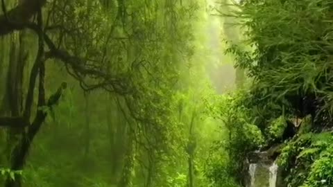 Nature Video