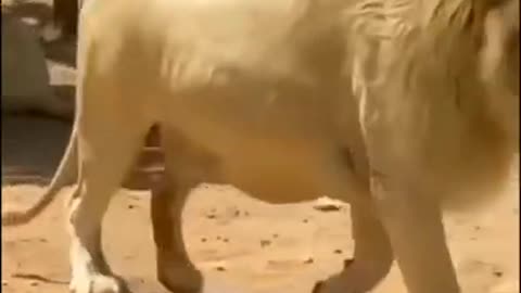 Lion walking video
