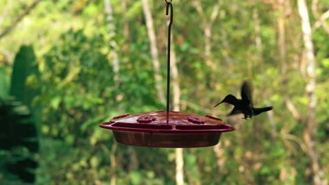 Slow Motion Footage Of A Hummingbirds Wings Flapping While Feeding