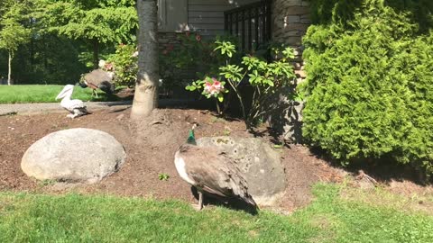 Wild Peacocks roam neighbourhood in British Columbia