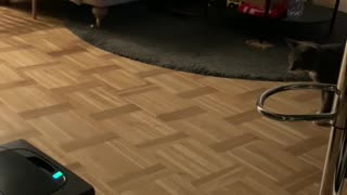 DEFENSIVE cat vs vacuum cleaner