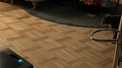 DEFENSIVE cat vs vacuum cleaner