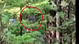 RMSO Bigfoot video capture