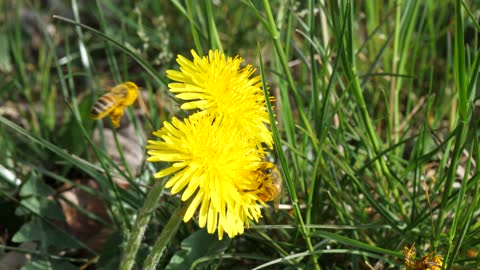 Close up of bee collecting pollen on a dandelion flower