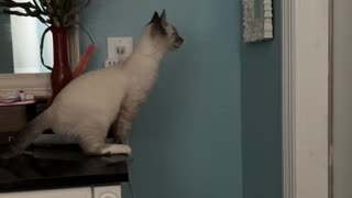 Cat Makes Big Leap into Mirror