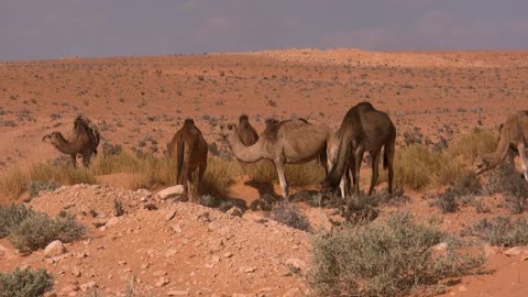 Dromedary Tunisia Desert Animal Sand Sahara