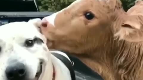 Calf is chewing dog ear like a grass..