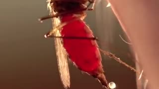 Mosquito taking some blood