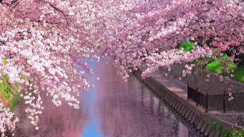 Romantic cherry blossoms