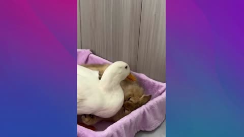 The Duck Was Hugged By The Cat To Sleep.