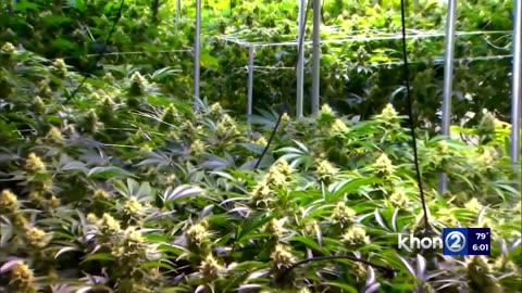 House Finance Committee halts progression of cannabis legalization bill