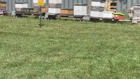 WTF is beekeeping?