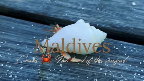 Crabs The land of the Seafood | Maldives