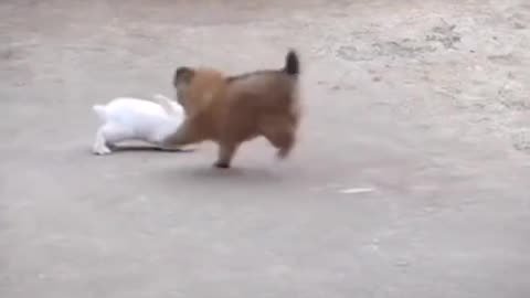 JUMPING GAME BETWEEN DOG AND RABBIT