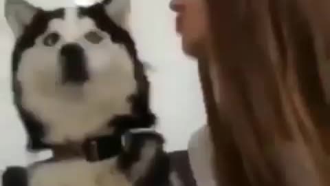 funny dogs husky