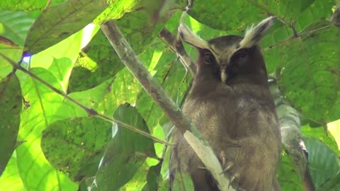 The horned owl Lophostrix cristata is common in the forests of South and Central America..
