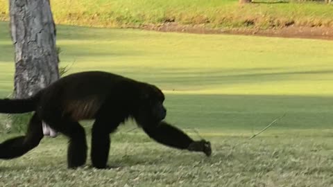 Howler Monkey on High Priced Golf Course in Costa Rica Bares his Teeth at Me