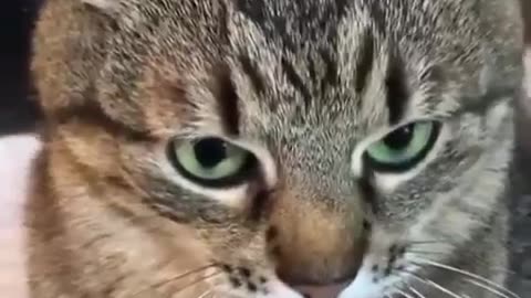 This cat can switch emotion in seconds
