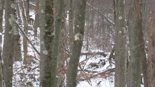 Pa Late Season Muzzleloader Episode 2