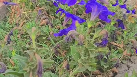 Natural and beautiful view of purple colour flowers with relaxing sound💕✨