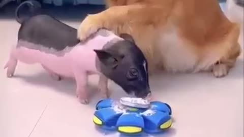 This dog is so clever must watch