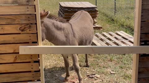 Poor Waffles the Donkey is Boarded Out of Job Site