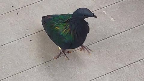 Nicobar Pigeon Out & In