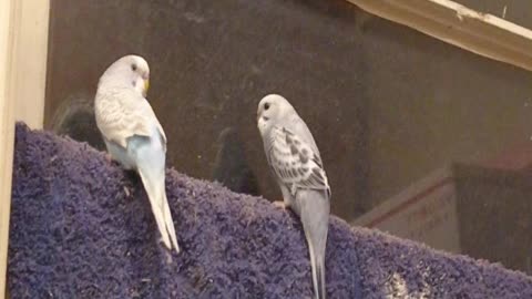 Budgies on cafe curtains with Christmas lights