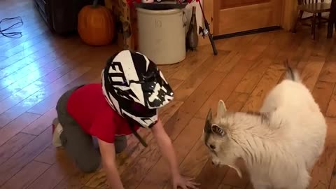Headbutting with goat. Very funny.