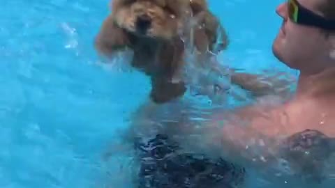 Cachorro y dueño disfrutan de un rato en la piscina