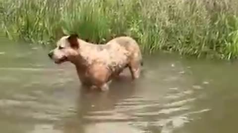 Dog Frolics Through Flooded Golf Course