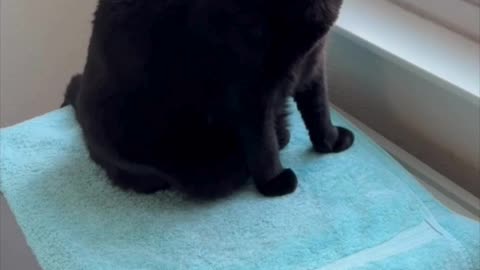 Adopting a Cat from a Shelter Vlog - Cute Precious Piper Starts Her Morning in the Spa #shorts