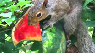 Gray Squirrel