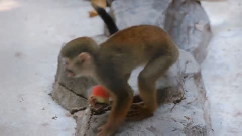 Watermelon for squirrel monkeys to cool down