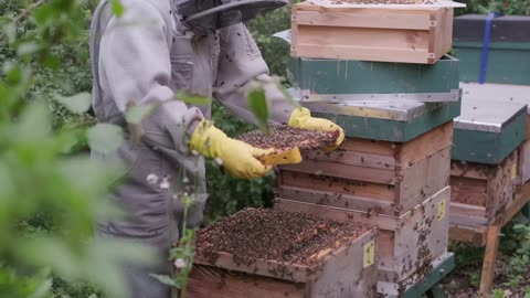 honey bee keeping(Apiarist) collecting honey.