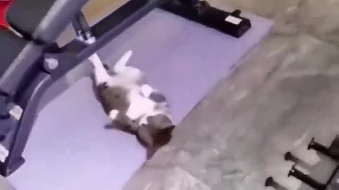 Cat going Gym