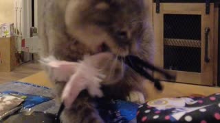 Cat Loving Catnip Toy