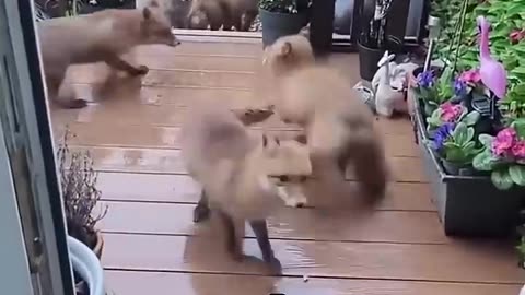Foxes Beg for Food and Never Leave