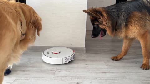 German Shepherd Puppy Shocked by Robot Vacuum
